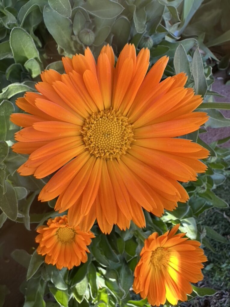 7A25679B-B065-4AF8-B6C5-DD479F151E28_1_105_c Plants that Heal